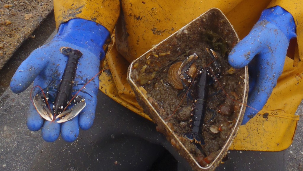 Lobsters from growth trial in August 2011