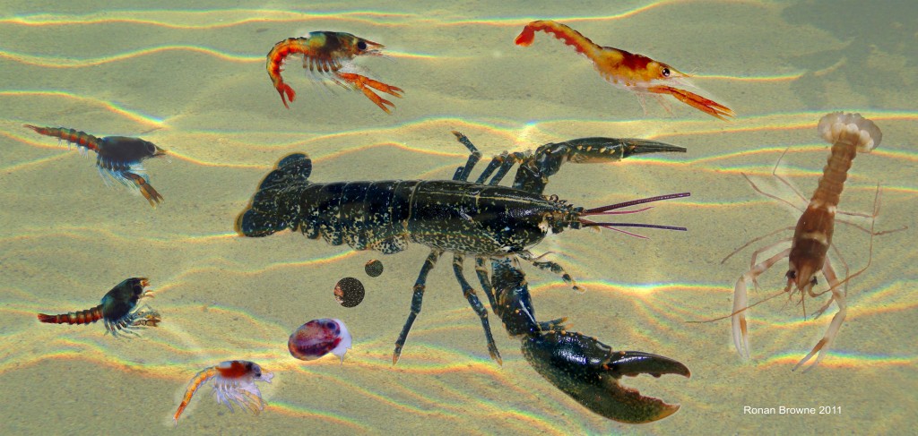Lobster early life stages