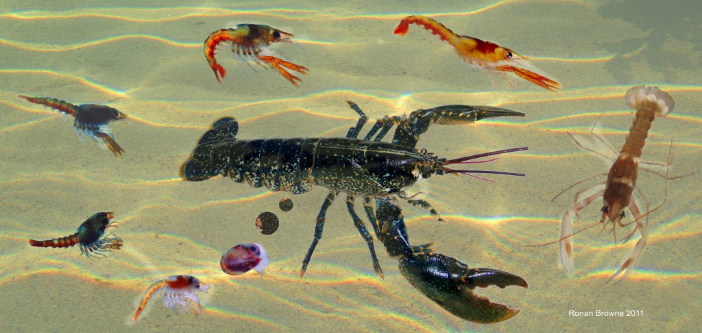 Lobster early life stages